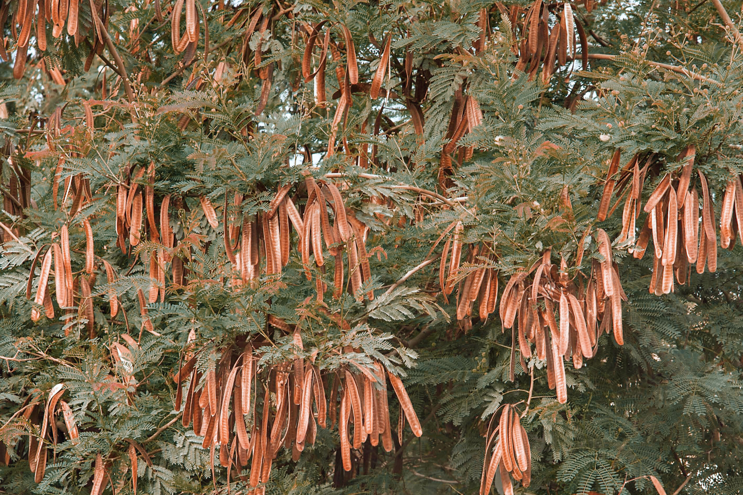 From Pods to Performance_ How the Miracle Tree Powers Leukeather’s Environmental Edge